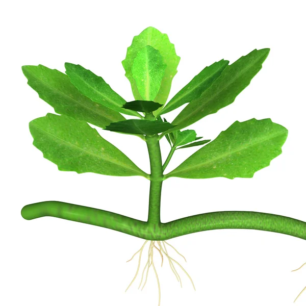 Lippia nodiflora zelené listy — Stock fotografie