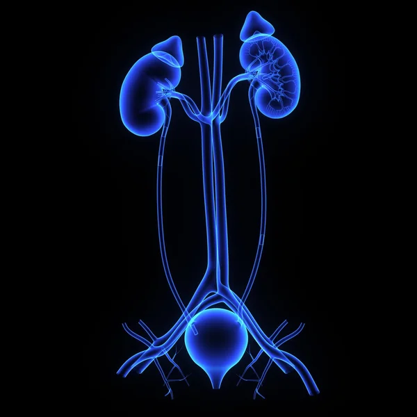 人間の腎臓システム — ストック写真