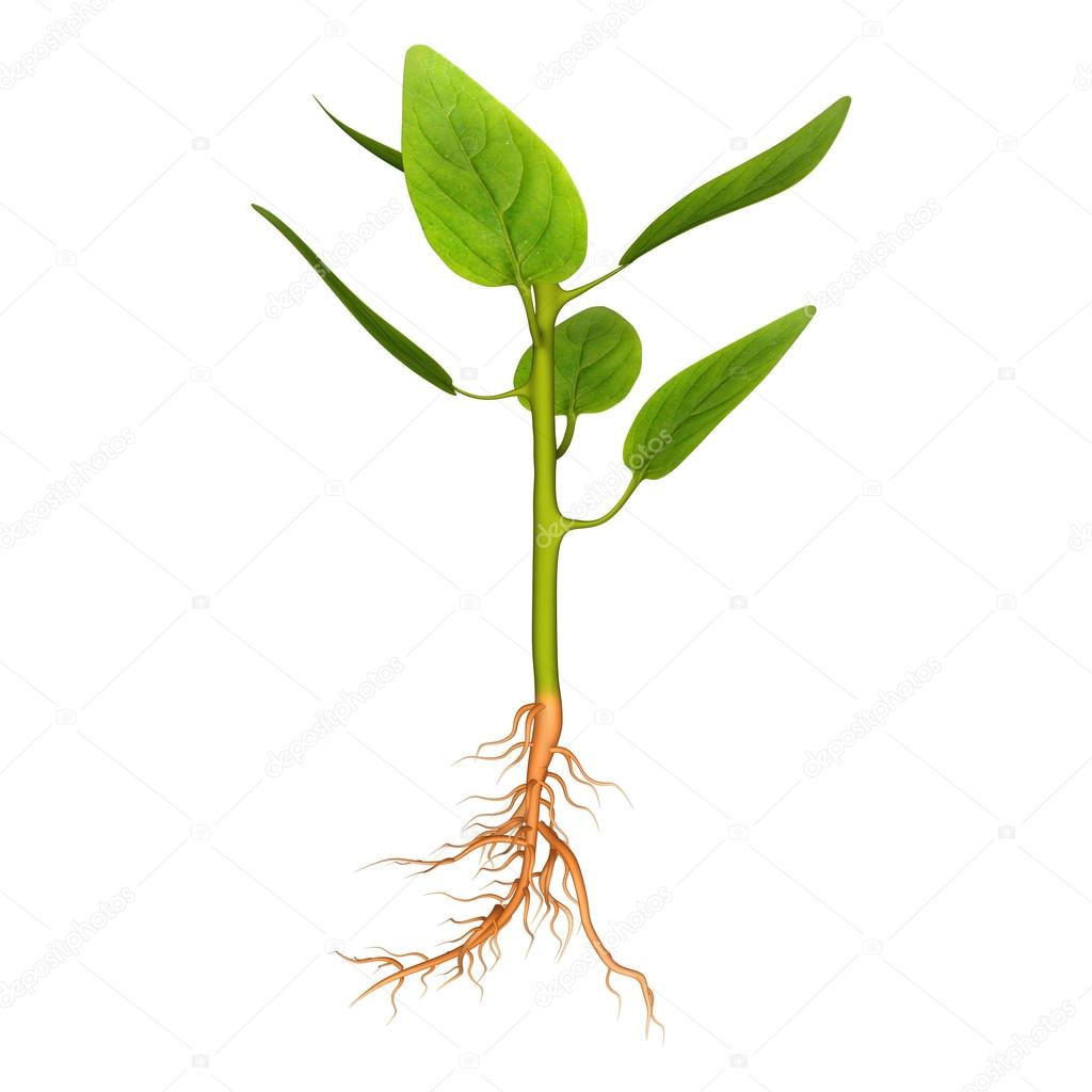 Leaf growth concept