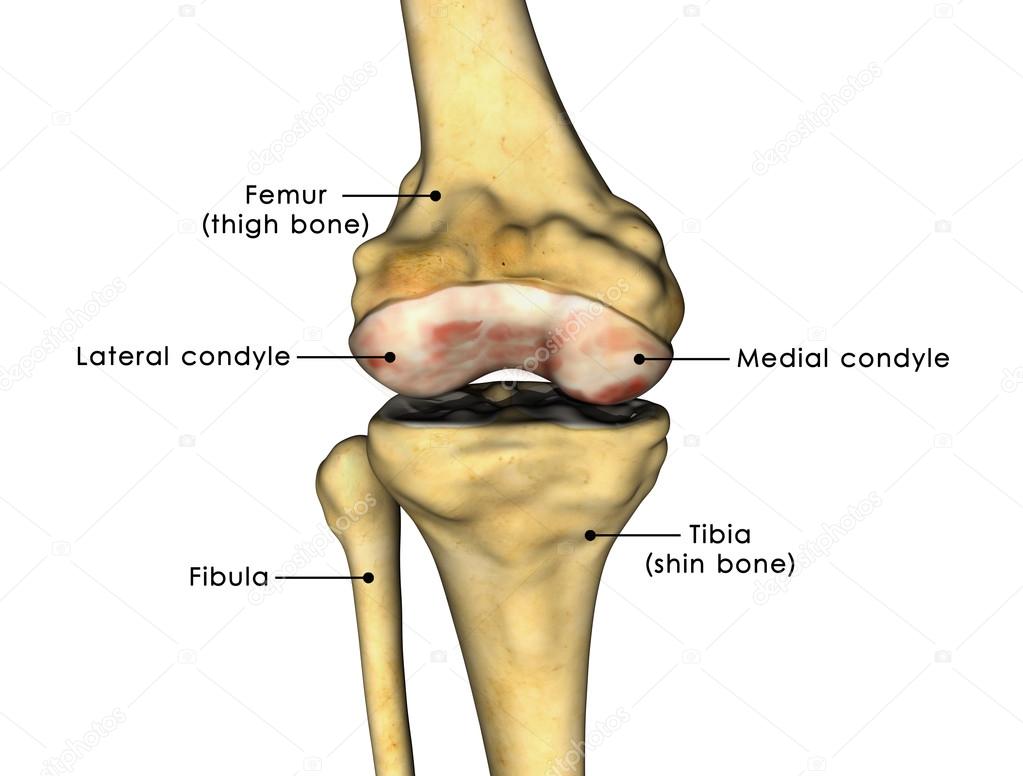 Knee joint scheme