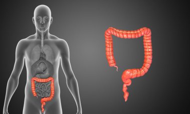 kalın bağırsak anatomisi