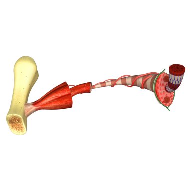 kas doku anatomisi