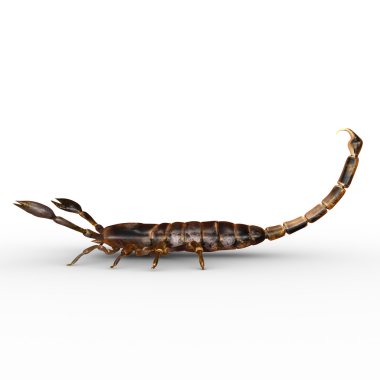 palamnaeus, heterometrus Akrep