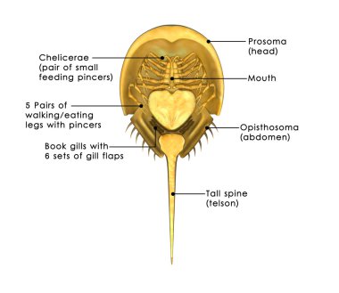 Horseshoe crab, limulus clipart