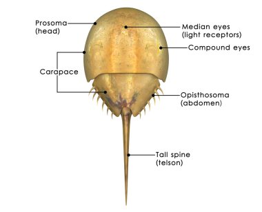 Horseshoe crab, limulus clipart