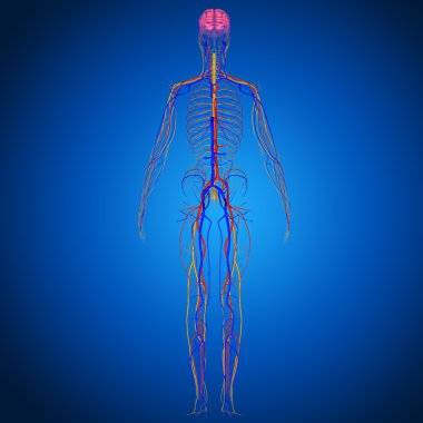 dolaşım sistemi anatomisi
