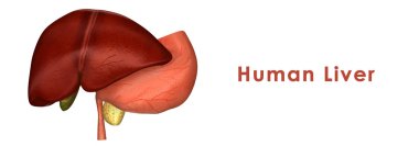human liver anatomy clipart