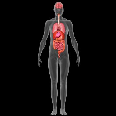 İnsan vücudu anatomisi