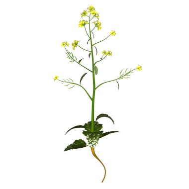 Mustard plant with flowers clipart