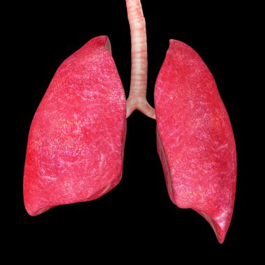 insan akciğerler anatomi