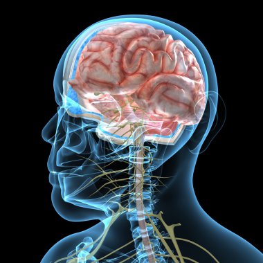 İnsan Beyni Anatomisi