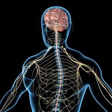 insan sinir sistemi anatomisi