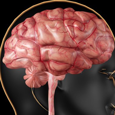 İnsan Beyni Anatomisi