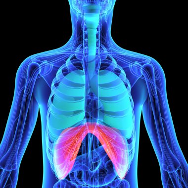 insan diyafram anatomisi