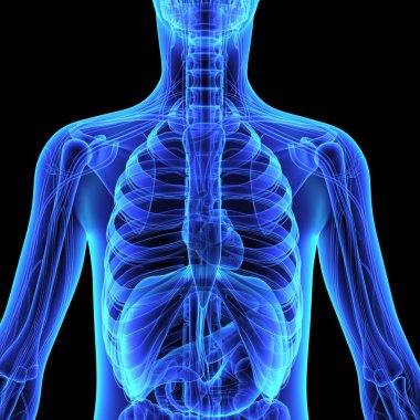 insan organizması anatomisi