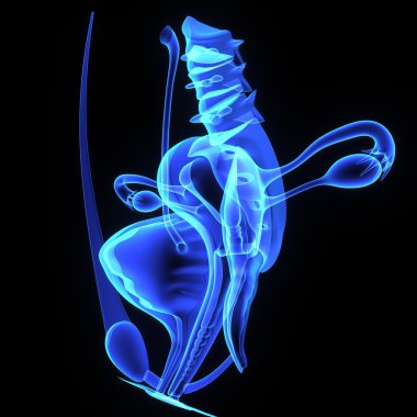 kadın üreme sistemi.