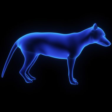 Tasmania wolf, thylacine clipart
