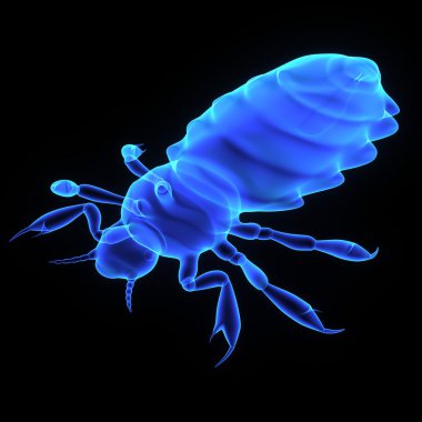 pediculus insect, louse clipart