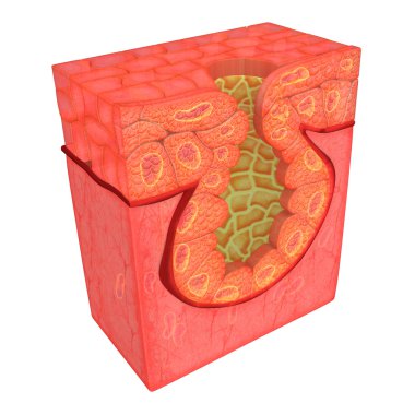 Multicellular Epithelium structure clipart