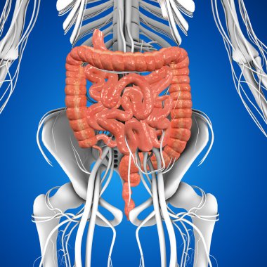 küçük ve kalın bağırsak anatomisi