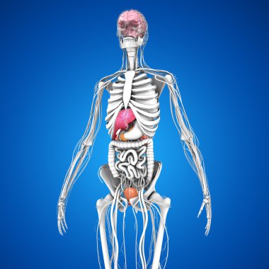 İnsan organları anatomisi