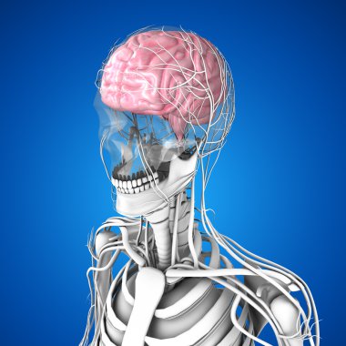 İnsan Beyni Anatomisi