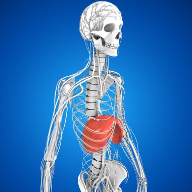 insan diyafram anatomisi