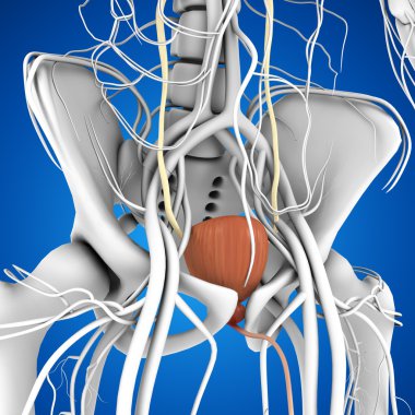 insan Mesane Anatomisi