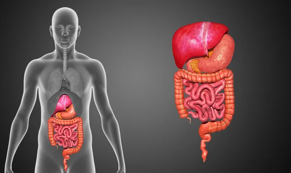 Sistema digestivo humano — Fotografia de Stock