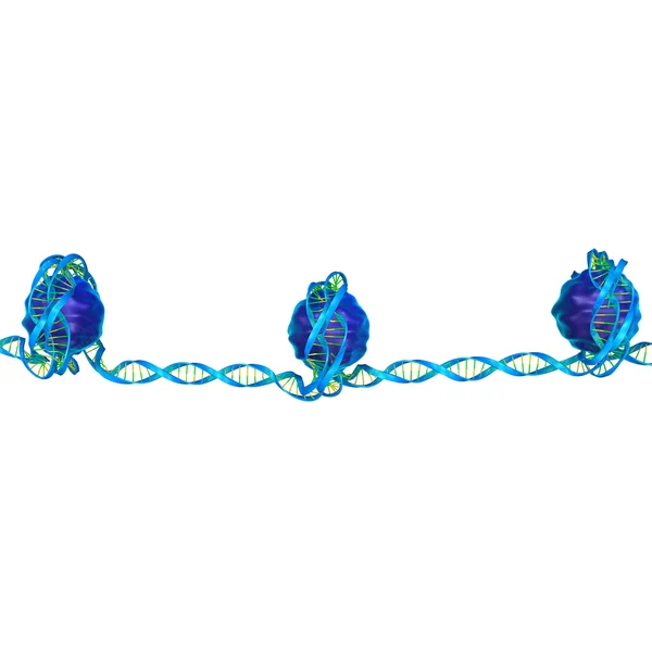 Nucleosome, ДНК упаковки — стокове фото