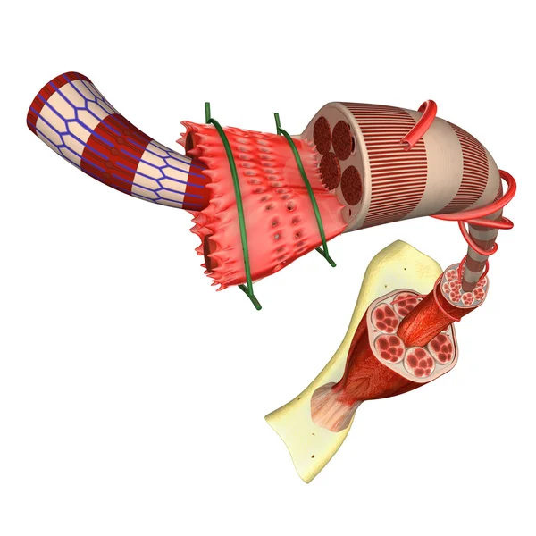 Anatomie du tissu musculaire — Photo