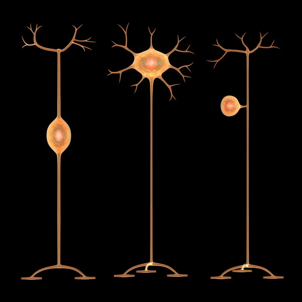 Human Neurons anatomy — Stock Photo, Image