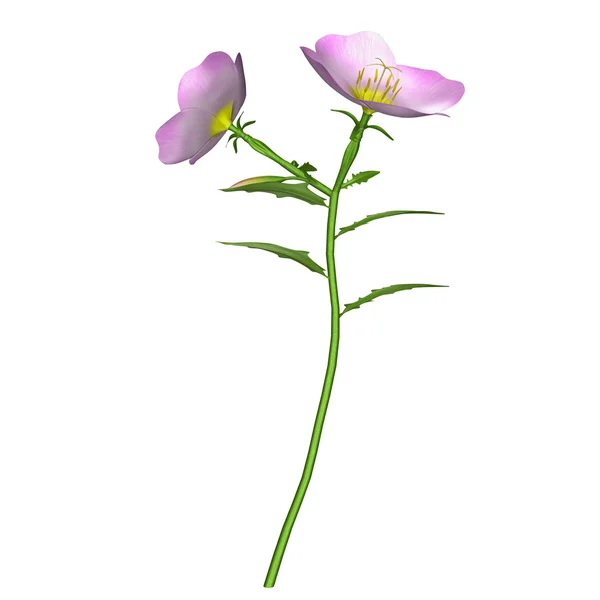 Oenothera planta con flor —  Fotos de Stock