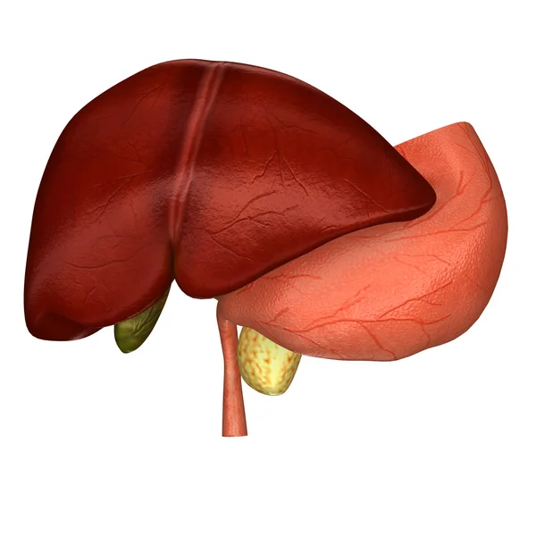 人体肝脏解剖 — 图库照片