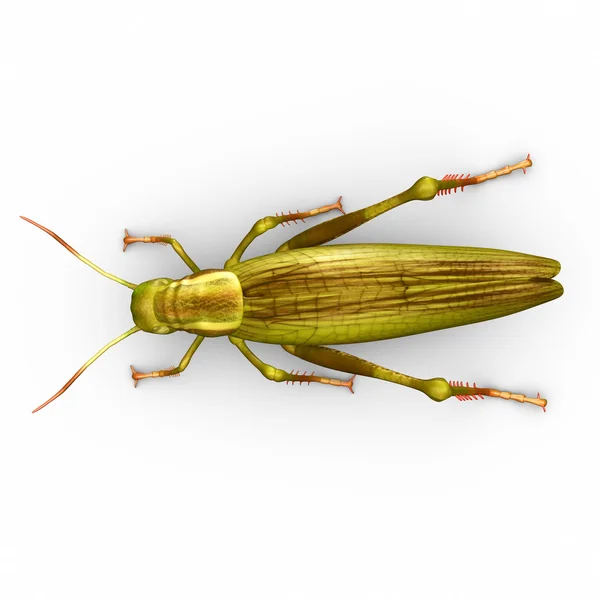 Grashüpfer-grünes Insekt — Stockfoto