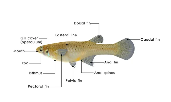 Gambusia fish anatomy diagram — Zdjęcie stockowe