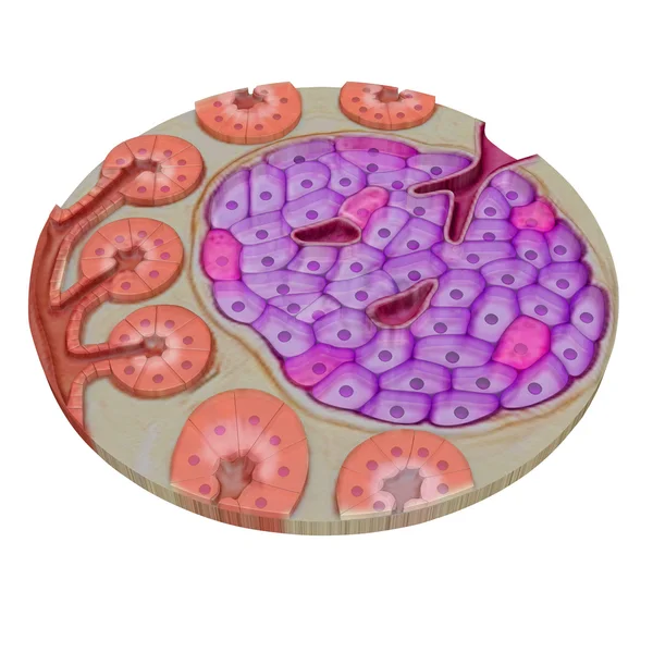 췌 장 선 세포 — 스톡 사진