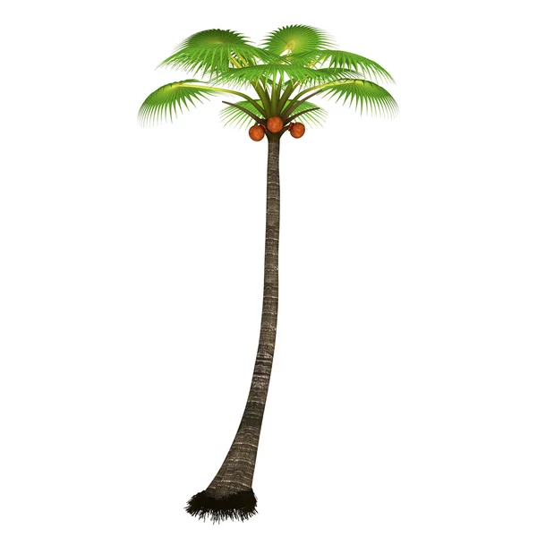 Palm tree with coconuts — Stock Photo, Image