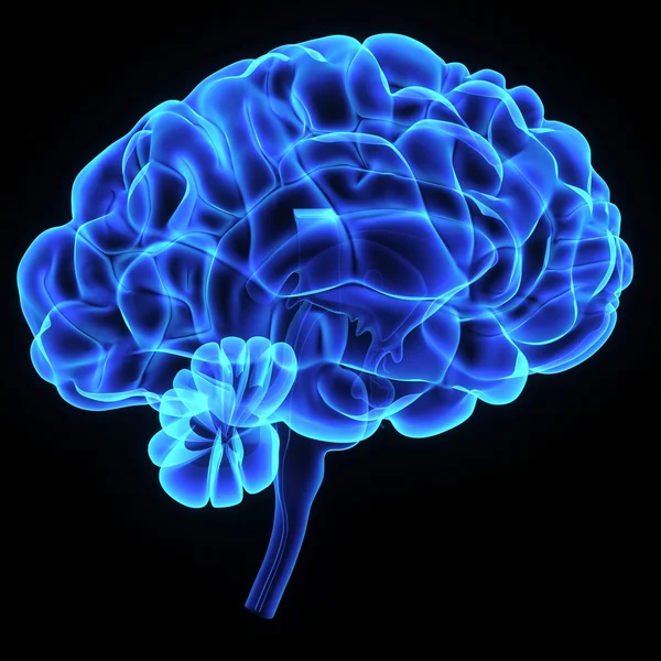 Anatomia del cervello umano — Foto Stock
