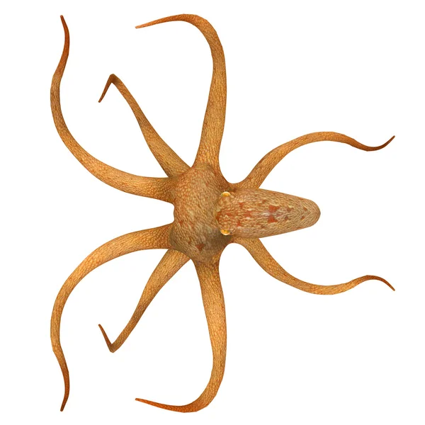 Octopus, sea animal — Stock Photo, Image