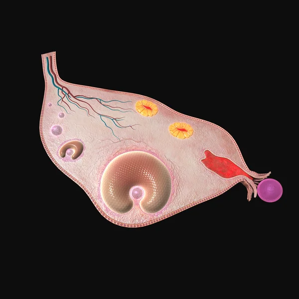 Estructura del ovario humano — Foto de Stock