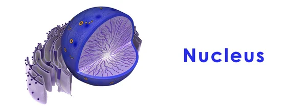 Nucleus, cell structure — 스톡 사진