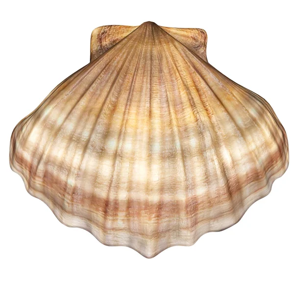 Coquille d'huître fermée — Photo