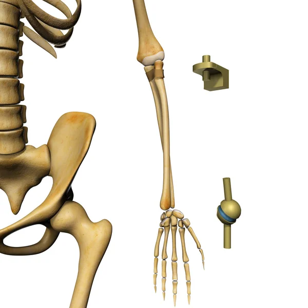 Sinovyal ortak anatomisi — Stok fotoğraf