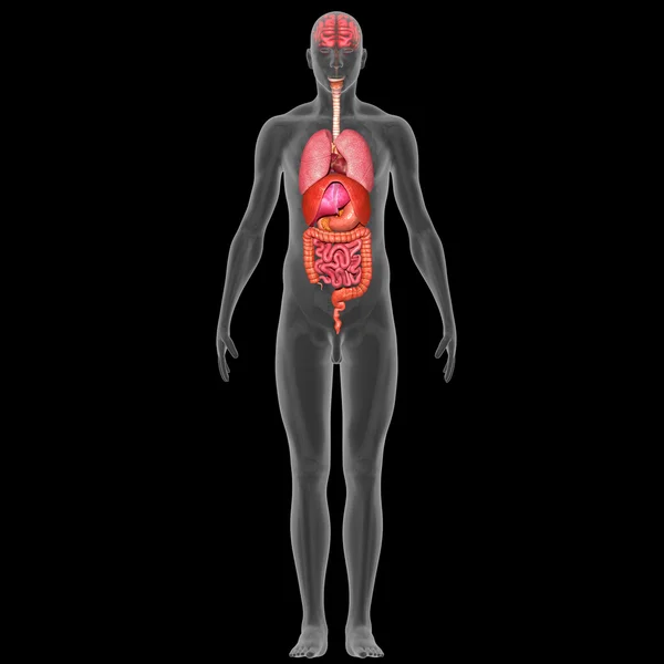 İnsan vücudu anatomisi — Stok fotoğraf