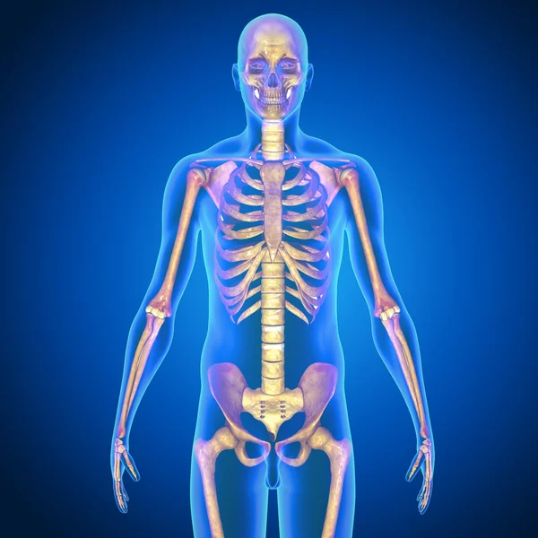 Анатомия скелетов человека — стоковое фото