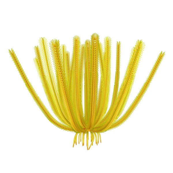 Neometra,  Feather Stars — Stock Photo, Image