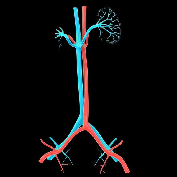 Adrenal gland kidneys — Stock Photo, Image