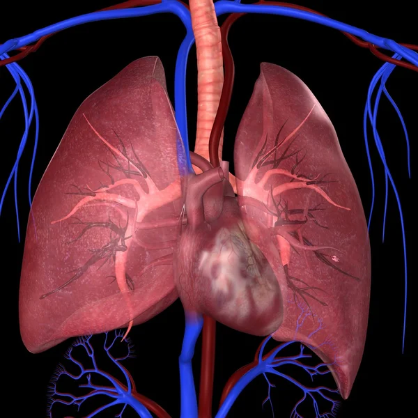 Anatomia dos pulmões humanos — Fotografia de Stock