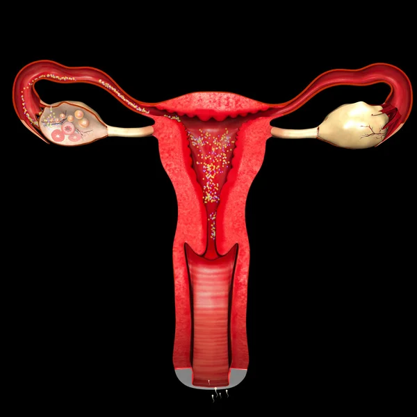 Женская репродуктивная система — стоковое фото